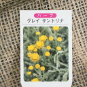サントリナ 苗 【グリーンサントリナ】 3号ポット苗 ハーブ 苗 ドライフラワー ポプリ 庭植え