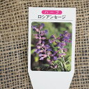 セージ 苗 【フルーツセージ メドーセージ】 3号ポット苗 ハーブ 苗 ドライフラワー ポプリ 庭植え