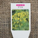 ハーブ 苗 セット 【ディル】 3号ポット苗×5株セット ハーブティー 料理 庭植え