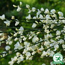 エニシダ 苗 【白花 エニシダ】 ポット苗 苗木 植木 花木...