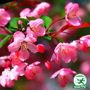 ハナカイドウ 苗木 【ハナカイドウ】 根巻き苗 花海棠 苗 ...