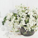 ◆SALE価格 10%OFF◆ ハツユキカズラ 苗 【初雪カ...