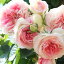 バラ 苗 京成 【アミロマンティカ (CL) 中輪 四季咲き】 2年生 接ぎ木大苗 スリット 鉢植え (2年間植え替え不要) 薔薇 ローズ バラ の 苗 京成 バラ 園