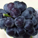 ぶどう 苗木 【シャインマスカット】 1年生 ウイルスフリー 接ぎ木 ポット苗 マスカット 葡萄 ぶどうの木 通販 果樹 苗 落葉樹 つる性植物