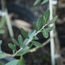 (観葉植物)果樹苗 オリーブの木(品種おまかせ) 5号(1鉢)家庭菜園 北海道冬季発送不可