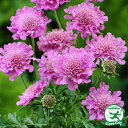 宿根草 苗 【スカビオーサ ピンクーションピンク】 1年生 3号ポット苗 多年草 耐寒性 花苗 グランドカバー
