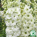 宿根草 苗 【デルフィニウム グリーンツイスト】 1年生 3号ポット苗 多年草 耐寒性 花苗 グランドカバー