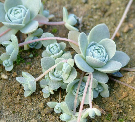 観葉植物　セダム（オロスタキス）子持ち蓮華　コモチレンゲ　3号ポット苗　多肉植物 グランドカバー