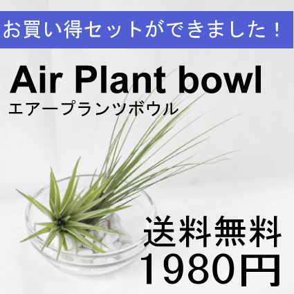 【送料無料】エアープランツボウルエアプランツ