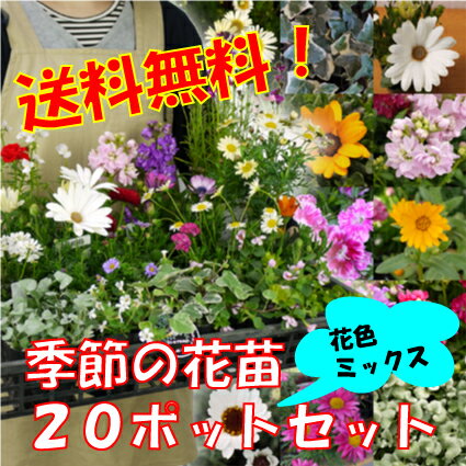 季節の花苗花色ミックス20ポットセット（今だけ4ポット増量の計24ポットでお届け）+肥料のプレゼント付※少しだけ花色のご希望にお応えできます！カラフルで明るい花壇に！