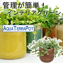 ●miuアクアテラポット ヴェインボウル10.5タイプ 全10種 シュガーバイン アイビー ペペロミアなど 【ギフト】