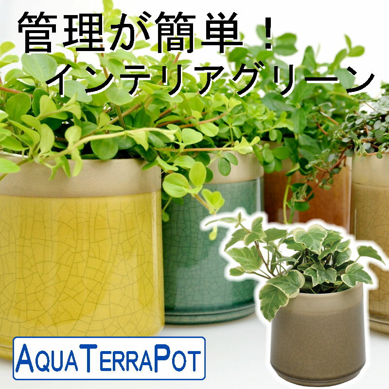 インテリアグリーン　アクアテラポット ヴェインスプレッド10.5タイプ　全10種　ギフト 底面給水 観葉植物 シュガーバイン アイビー ペペロミア