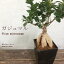 観葉植物 ガジュマル 5号黒角プラスチック鉢ガーデニング 寄せ植え 花苗 インテリアグリーン 非耐寒性 耐陰性 ハロウィン