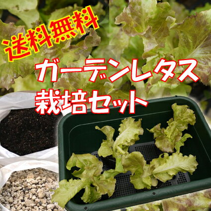 野菜苗【送料無料】サラダレタス栽培セットガーデンレタス4ポットと菜園プランターと植え込み用土のセットです野菜