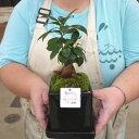 【GA-S】ガジュマル 苔盆栽 黒器【送料無料】