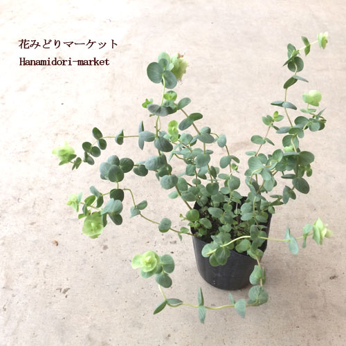 【送料無料】ハーブ オレガノ 鉢植え 農園 直送ホワイトキューブ ポット キッチンハーブ 料理 香り インテリア 観葉植物 蔵王ハーブティー 陶器 ガーデニング ざおうハーブ サラダ 肉料理 魚料理 ポプリ【お洒落 ギフト お祝い おしゃれ 室内 植物工房eps】