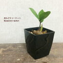 観葉植物 ザミオクルカス 3号プラ鉢