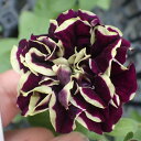 花苗ペチュニア華みやび3号ポット花色:赤紫×クリームイエロー...