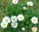 【当店農場生産】エリゲロン スパニッシュデージー(源平小菊)9センチポット苗 非常に育てやすいデージーです♪
