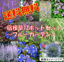 【L】【お得なセット】さわやかなブルーガーデンセット宿根草12種、12ポットセット(安心の育て方メモ付き【送料無料】【宿根草ガーデニング】【お勧め花苗】【イングリッシュガーデン】rv