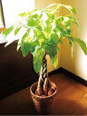 パキラ 鉢植え7号鉢 選べる観葉植物 【カゴ付き】【受け皿付き】育てやすい☆季節の花鉢シリーズ/鉢植え/販売/誕生日/開店/引越し/祝い/引越し祝い/新築祝い/インテリア【送料無料】【楽ギフ_包装】【楽ギフ_メッセ入力】観葉植物【SALE】【ギフト】
