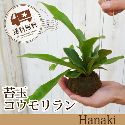 ☆季節の花シリーズ【植物】コウモリラン 登場！ハンギングワイヤー付き/苔玉/【送料無料】★…...:hanaki-web:10000287