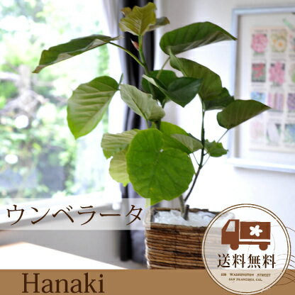 ウンベラータ　の鉢植え【税別3,980円】/育てやすい☆季節の花鉢シリーズ 苗木/鉢植え/…...:hanaki-web:10000273