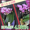 ミディー胡蝶蘭2本立ち 胡蝶蘭 ミニ 母の日ギフト/開店祝 開院祝 開業祝 設立祝 社長就任祝 昇進祝 当選祝い【送料無料】【フラワーギフト】【エーデルワイス花の贈り物】【花キューピット加盟店】
