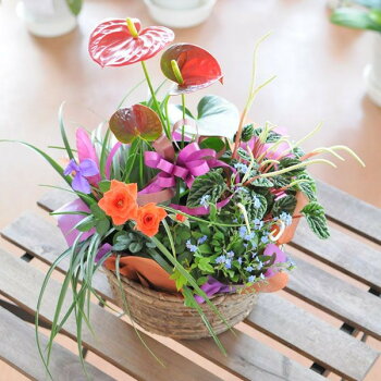 花鉢植え【送料無料】おまかせ寄せ鉢ミックス【あす楽対応】【楽ギフ_包装】【楽ギフ_メッセ入力】誕生日記念日プレゼント翌日配達翌日配送【フラワーギフト】【エーデルワイス花の贈り物】