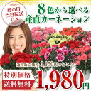 早割 母の日 日付指定可 花 カーネーション 5号鉢 産地直送 母の日カーネーション鉢花 フラワーギフト エーデルワイス花の贈り物 花キューピット加盟店 母の日2013 【送料無料】