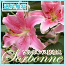 【遅れてごめんね母の日ギフト】ソルボンヌ 鉢植え 送料無料 3本立ち 花 鉢花 オリエンタル リリー ユリ 百合【フラワーギフト】【エーデルワイス花の贈り物】【花キューピット加盟店】【楽ギフ_包装】【楽ギフ_メッセ入力】贈り物 ギフト プレゼント 母の日