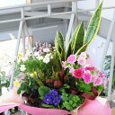 可愛い寄せ鉢ミックス2L ≪花≫鉢植えをミックスしてかごに入れました≪寄せ植え≫【品質保証★花】【フラワーギフトエーデルワイス花の贈り物】【花キューピット加盟店】誕生日/お祝/花/プレゼント/送別会/退職祝い/お見舞い/