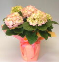 可愛い紫陽花(アジサイ)ピンクの商品です母の日ギフトにいかがですか?母の日ギフト ピンクのアジサイ 2L