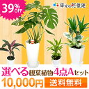 39％OFF！選べる観葉植物4点Aセットモンステラ/オーガスタ/寄植えモンステラやサンスベリア、オーガスタなど人気の観葉植物！セットでお買い得！ギフトにもおススメです★