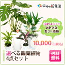 39％OFF！選べる観葉植物4点セットセットでお買い得！ギフトにもおススメです★