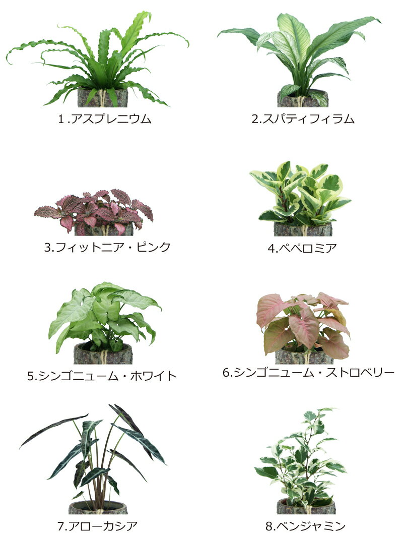 VERDE LUSSO 選べるミニ観葉植物4号陶器鉢B2G1F【アスプレニウム/アローカシア 誕生日プレゼント 結婚祝い インテリア モダン おしゃれな植木鉢 送料無料】【smtb-ms】【05P06Aug16】