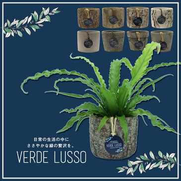 VERDE LUSSO 選べるミニ観葉植物4号陶器鉢B2G1F【アスプレニウム/アローカシア 誕生日プレゼント 結婚祝い インテリア モダン おしゃれな植木鉢 送料無料】【smtb-ms】【05P06Aug16】