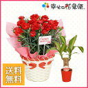 赤カーネーション5号鉢花かご入と幸福の木セット〜お母さんへの感謝と幸せを願って〜