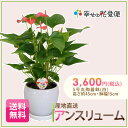 アンスリューム・ピンクチャンピオン5号丸陶器鉢白 H約45cm【送料無料】【新築祝い/開店祝い/お誕生日祝い/結婚祝い/観葉植物/引越し祝い/スタイリッシュ/モダン/インテリア/アジアン/トロピカル/通販/おしゃれ/リビング/自宅用】【smtb-ms】【楽ギフ_メッセ入力】