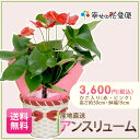 アンスリューム・ビタラ かご入り(赤・ピンク) H約50cm【送料無料】【新築祝い/開店祝い/お誕生日祝い/結婚祝い/観葉植物/引越し祝い/モダン/インテリア/通販/おしゃれ/リビング/自宅用/プレゼント】【smtb-ms】【楽ギフ_メッセ入力】