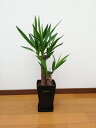 【メルマガ限定】観葉植物 ユッカ(青年の木)6号クエンチポット(黒)+ミニ観葉セット|高さ約65cm|【開店祝い 新築祝い 誕生日プレゼント 引越し祝い インテリア モダン アジアン スクエア おしゃれな植木鉢 送料無料】【smtb-ms】