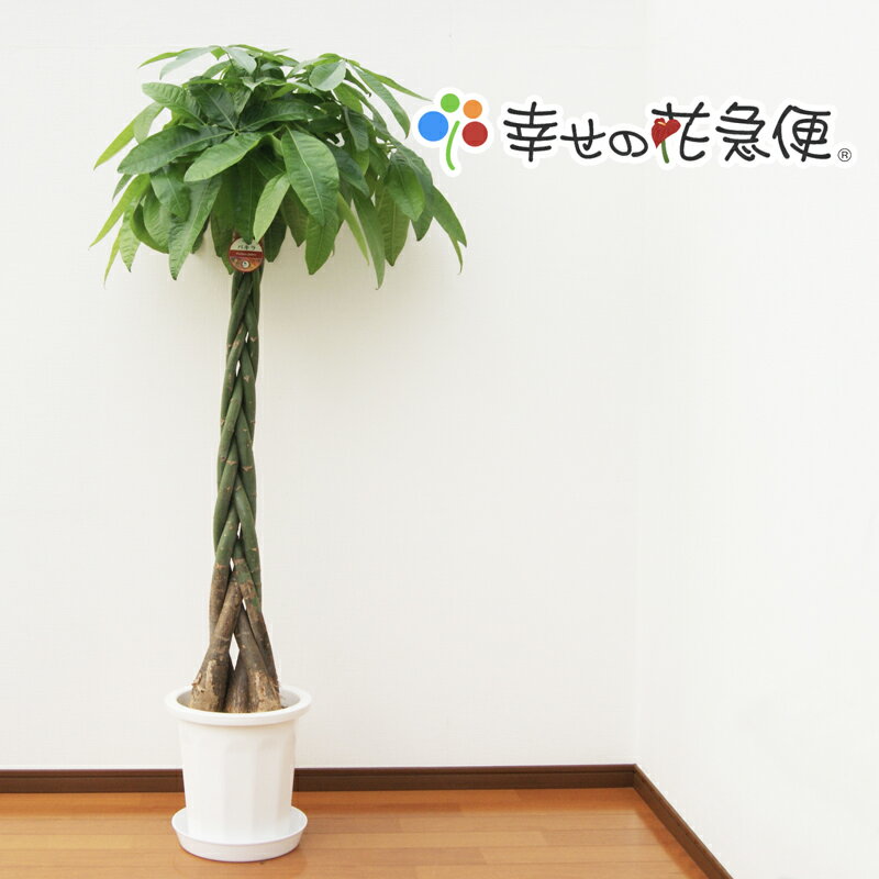 観葉植物 <strong>パキラ</strong><strong>10号</strong>プラスチック鉢 高さ約150～160cm【人気 おすすめ 大型 法人 贈り物 <strong>開店祝い</strong> 開業祝い 新築祝い 引越し祝い インテリア シンプル モダン 高級 おしゃれな植木鉢 送料無料 オフィス 店舗 事務所 】