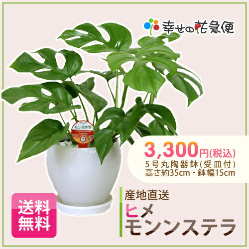 ヒメモンステラ　5号丸陶器鉢　H約35cm【送料無料】【新築祝い/開店祝い/お誕生日祝い/結婚祝い/観葉植物/引越し祝い/スタイリッシュ/モダン/インテリア/アジアン/トロピカル/通販/おしゃれ/リビング】【自宅用】【smtb-ms】【送料無料】20%OFF 夫で育てやすい観葉植物です。新築祝いに最適