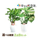 選べる観葉植物2点Bセット|【幸福の木・モンステラ・サンスベリア】【開店祝い 新築祝い 誕生日プレゼント 引越し祝い 結婚祝い インテリア モダン おしゃれな植木鉢 送料無料】【smtb-ms】
