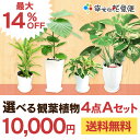 選べる観葉植物4点Aセット【幸福の木・モンステラ・サンスベリア・ウンベラータ】【開店祝い 新築祝い 誕生日プレゼント 引越し祝い 結婚祝い インテリア モダン おしゃれな植木鉢 送料無料】【smtb-ms】【05P06Aug16】