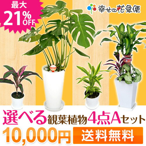 選べる観葉植物4点Aセットユッカ・青年の木/モンステラ/オーガスタ/寄植えモンステラやサンスベリア、ストレリチア・オーガスタなど人気の観葉植物！セットでお買い得！ギフトにもおススメです★