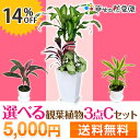 選べる観葉植物3点Cセット【幸福の木・モンステラ・サンスベリア】【開店祝い 新築祝い 誕生日プレゼント 引越し祝い 結婚祝い インテリア モダン おしゃれな植木鉢 送料無料】【smtb-ms】【05P06Aug16】