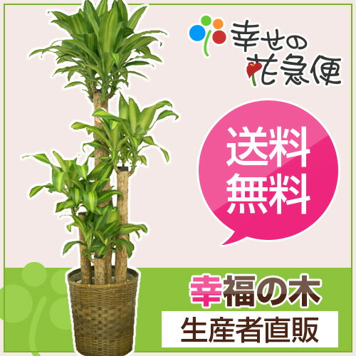 観葉植物 幸福の木10号プラスチック鉢(茶カゴバンブー)高さ約1.8mドラセナ・マッサンゲ…...:hanakyubin:10000136