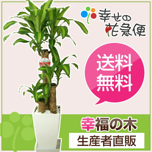 観葉植物 幸福の木7号角プラスチック鉢 高さ約1mドラセナ・マッサンゲアナ【開店祝い 新築祝い 誕生...:hanakyubin:10000145