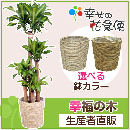 幸福の木10号プラスチック鉢(白カゴメイズ/茶カゴバナナ) 高さ約1.8m観葉植物ドラセナ…...:hanakyubin:10000224